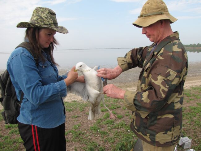 den_migruichih_ptahiv_0