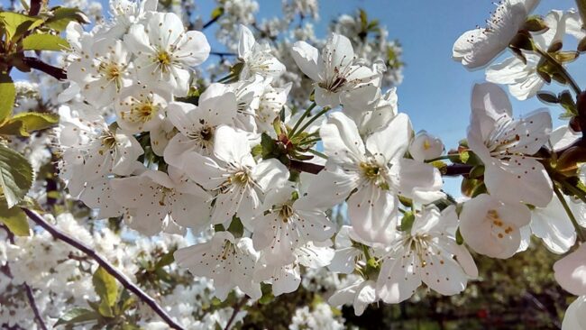 mel_cherry «Мелітополь: черешнева столиця України саме тут!»