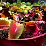 Студенти хіміко-біологічного факультету відвідали виставку «Рослини-хижаки і мешканці джунглів»