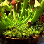 Студенти хіміко-біологічного факультету відвідали виставку «Рослини-хижаки і мешканці джунглів»