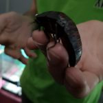 Студенти хіміко-біологічного факультету відвідали виставку «Рослини-хижаки і мешканці джунглів»