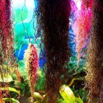 Студенти хіміко-біологічного факультету відвідали виставку «Рослини-хижаки і мешканці джунглів»