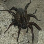 Весняна навчальна практика із зоології безхребетних для І курсу