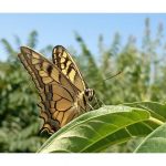 Весняна навчальна практика із зоології безхребетних для І курсу