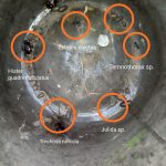 Весняна навчальна практика із зоології безхребетних для І курсу