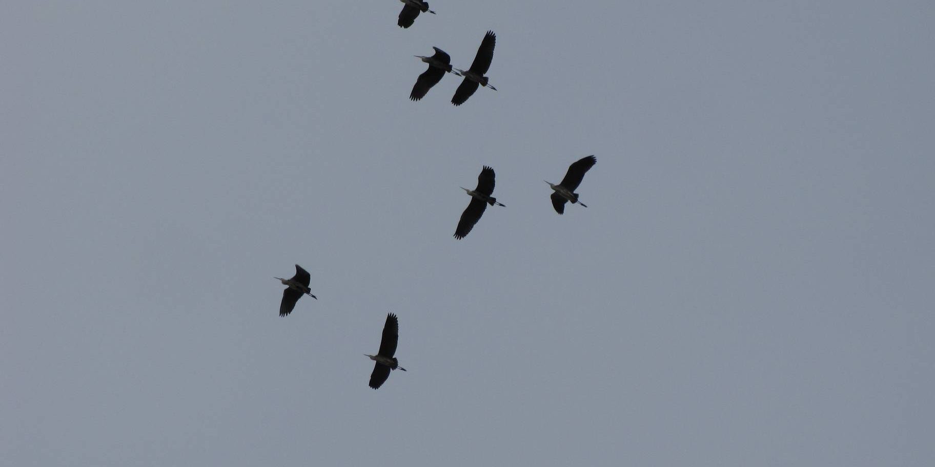 Міжнародний День спостережень за весняними міграціями птахів