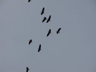 Міжнародний День спостережень за весняними міграціями птахів