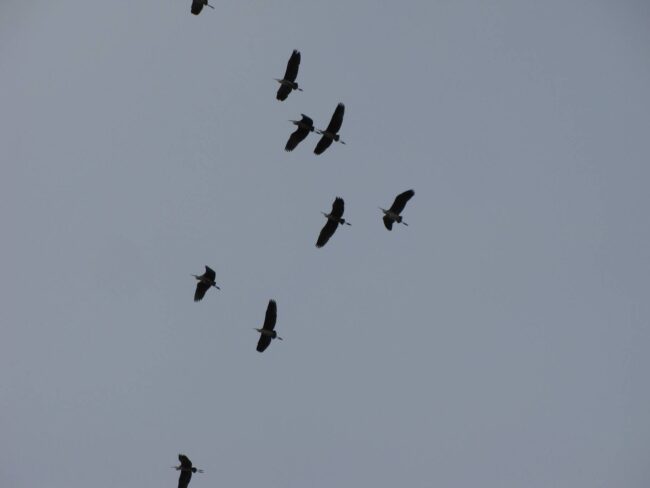 1-цапли серые Міжнародний День спостережень за весняними міграціями птахів