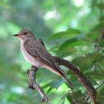 Міжнародний День спостережень за весняними міграціями птахів