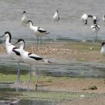 Міжнародний День спостережень за весняними міграціями птахів