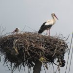 Міжнародний День спостережень за весняними міграціями птахів