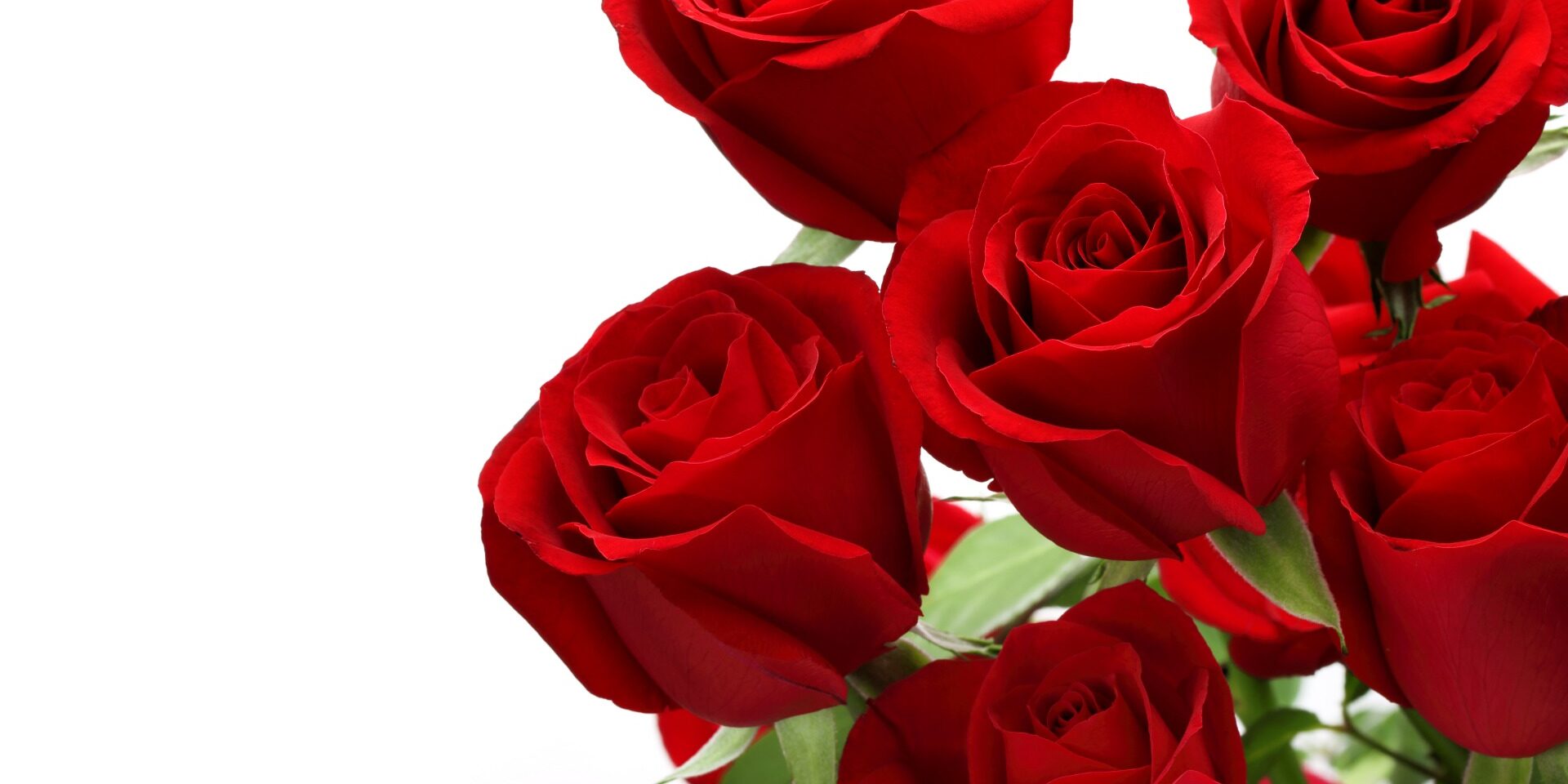 99px_ru_wallpaper_201643_krasnie_rozi_na_belom_fone