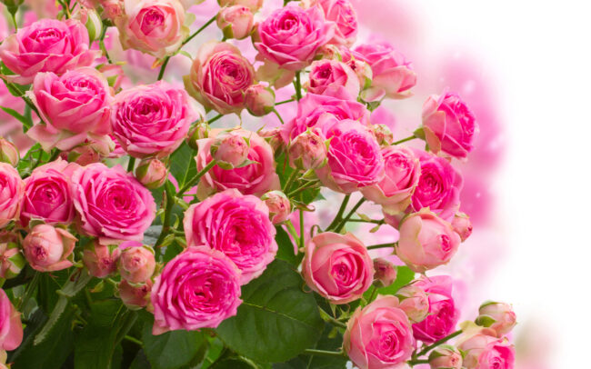 Bouquets_Roses_White_background_Pink_color_531719_3840x2400