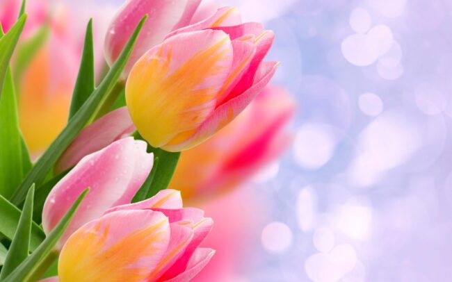 Tulip-Wallpaper-2560×1600-67844