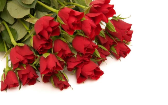red roses