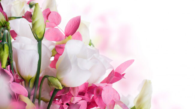 pink-roses-flowers-beautiful-1263