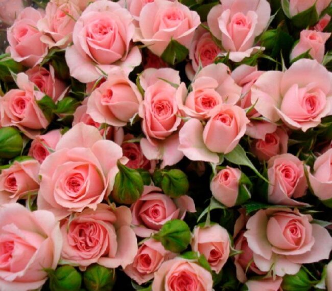 3ccb1068-0e65-11e9-b351-9186ed3ad031