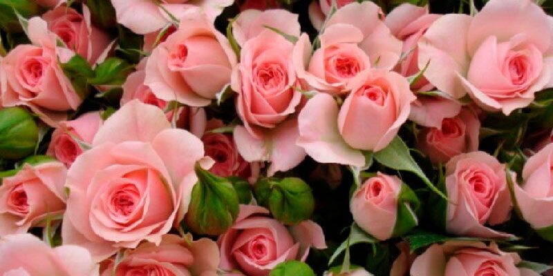 3ccb1068-0e65-11e9-b351-9186ed3ad031