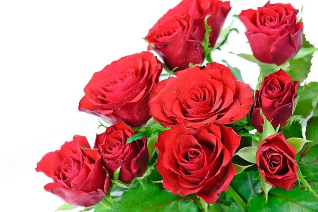 a-bouquet-of-roses-on-a-white-background-2349207_960_720-1
