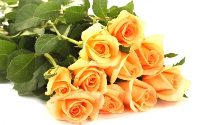 1617763807_37-p-oboi-buket-roz-na-prozrachnom-fone-dlya-fo-46