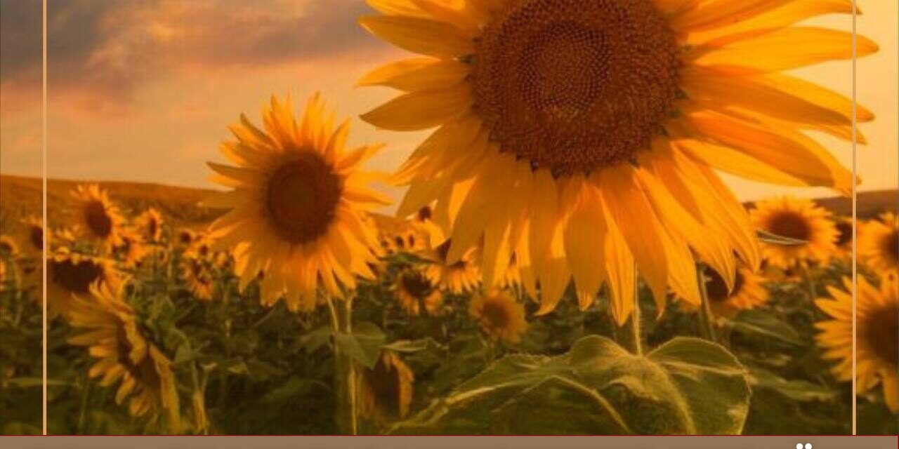 photo_2024-08-29_14-55-37